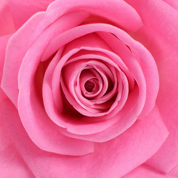 Pink rose  as a background — Stock Photo, Image