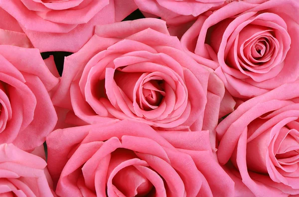 Różowa Róża jako tło — Stockfoto
