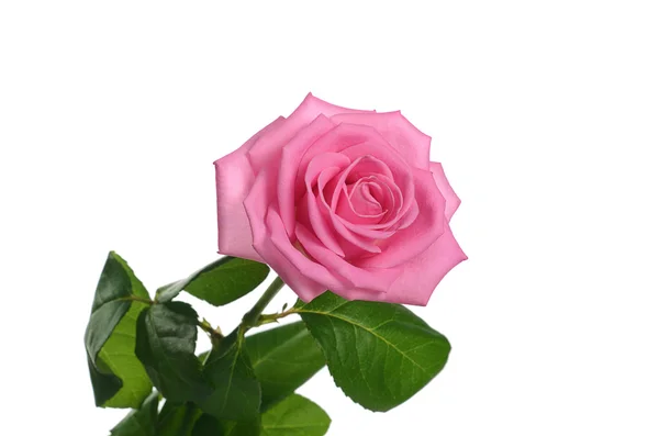 Rosa sobre fondo blanco —  Fotos de Stock
