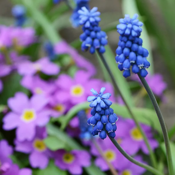 庭の青い春の花 — ストック写真