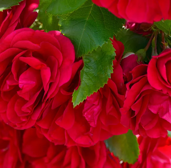 Rosa vermelha como pano de fundo — Fotografia de Stock