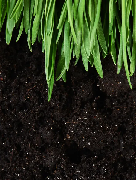 Grünes Gras mit Boden — Stockfoto