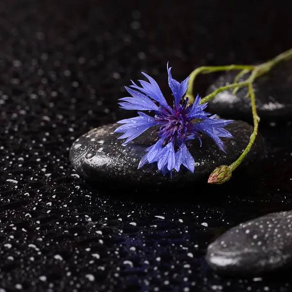 Stones for spa with water drops and cornflower — Stock Photo, Image