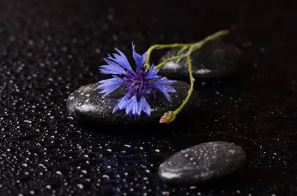 Pietre per spa con gocce d'acqua e fiordaliso — Foto Stock