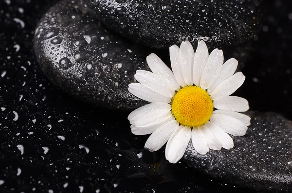 Stones for spa with water drops and chamomile — Stock Photo, Image