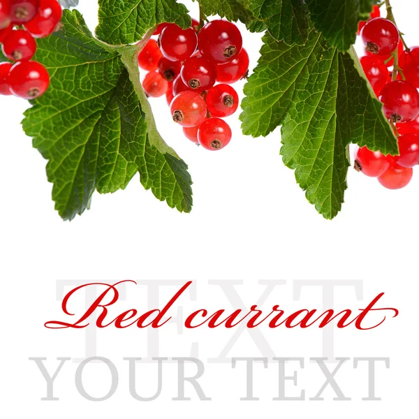 Red currant isolated on white background — Stock Photo, Image