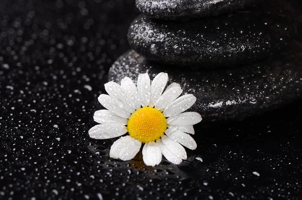 Stones for spa with water drops and chamomile — Stock Photo, Image