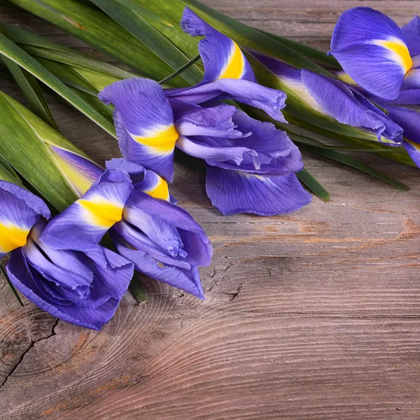 Blue irises on wooden boards — Stock Photo, Image
