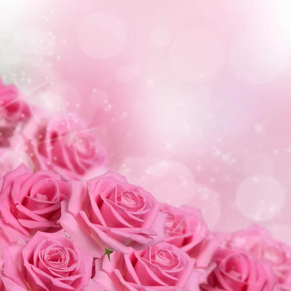 Pink rose  as a background — Stock Photo, Image