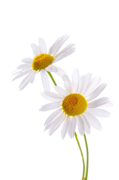The beautiful daisy isolated on white Stock Image
