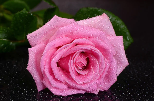 Růžová růže na černém pozadí — Stock fotografie