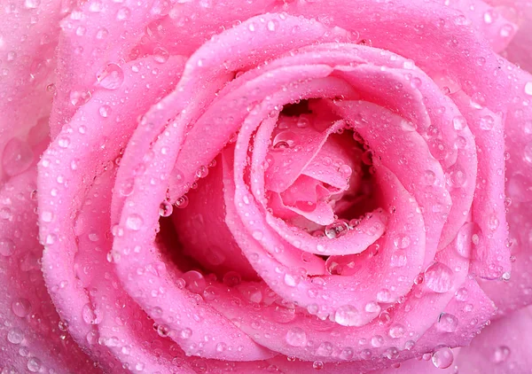 Beautiful pink rose with water drops — Stock Photo, Image