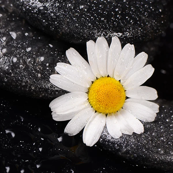 Stones for spa with water drops and chamomile — Stock Photo, Image