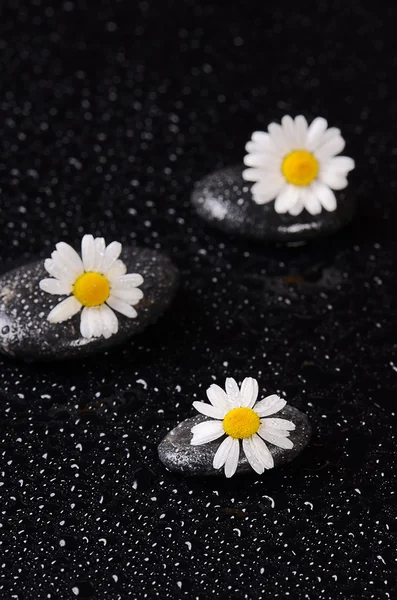 Stones for spa with water drops and chamomile — Stock Photo, Image