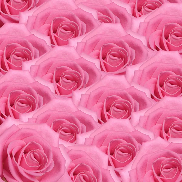 Rózsaszín rózsa, mint a háttér — Stock Fotó