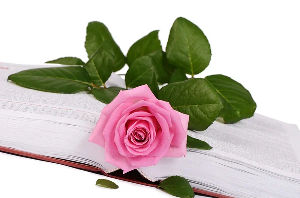 The rose on the book close-up — Stock Photo, Image