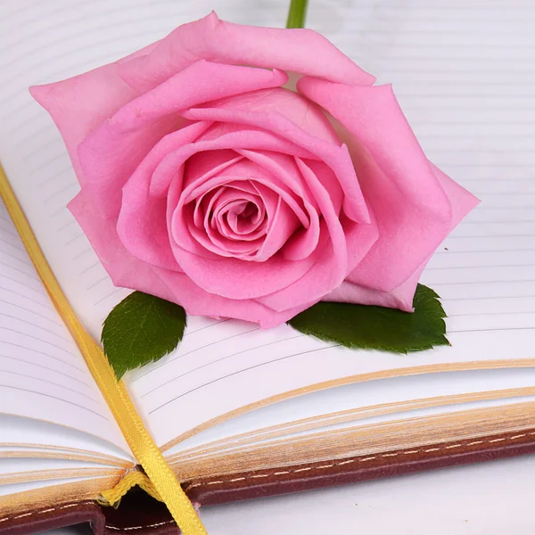 ดอกกุหลาบบนหนังสือ — ภาพถ่ายสต็อก