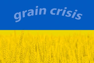 Dünya ve Avrupa tahıl ve buğday krizi