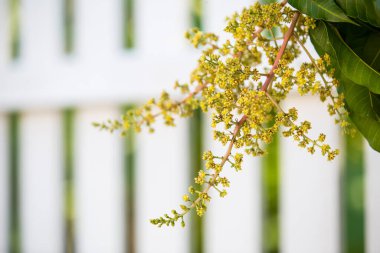Mango buketi ya da mango çiçeği bahçedeki mango ağaçlarında tomurcuklanıyor.