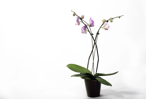 Fleurs d'orchidée dans un pot — Photo
