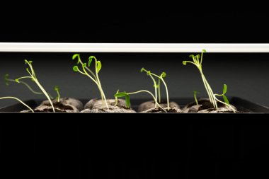 grow ışık altında domates fidesi