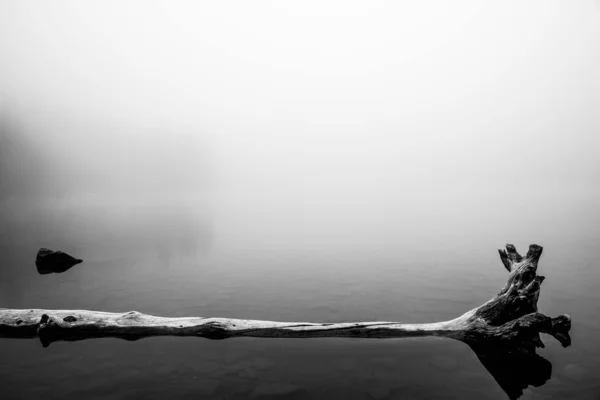 Árbol muerto reflejado en un lago — Foto de Stock
