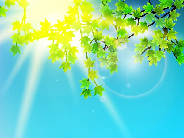 Feuilles vertes avec rayon de soleil. — Image vectorielle