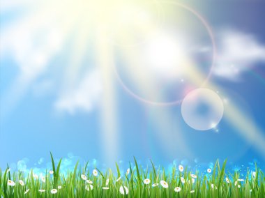 papatyalar ve mükemmel gökyüzü.