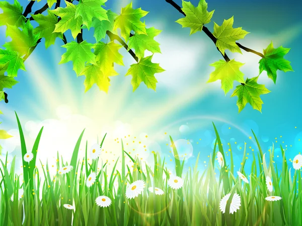 Zelené pozadí s javorový list a trávy. — Stockový vektor