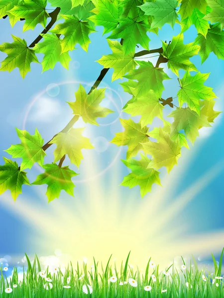 Eco achtergrond - groene bladeren, gras, felle zon. — Stockvector