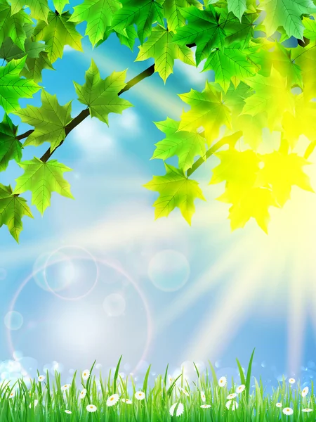 Eco background - green leaves, grass, bright sun. — Stock Vector