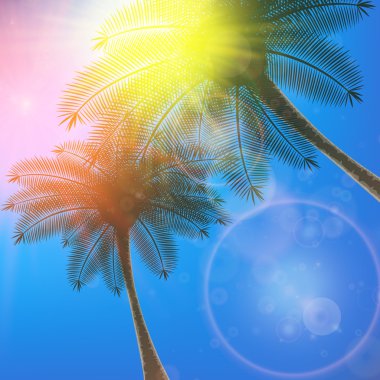 palm ağaçlar ve Güneş gökyüzünde.