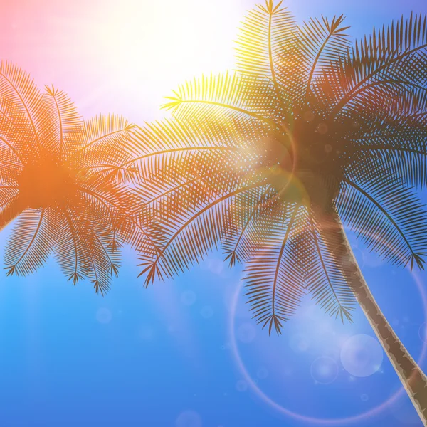 Palmeras y sol en el cielo . — Vector de stock