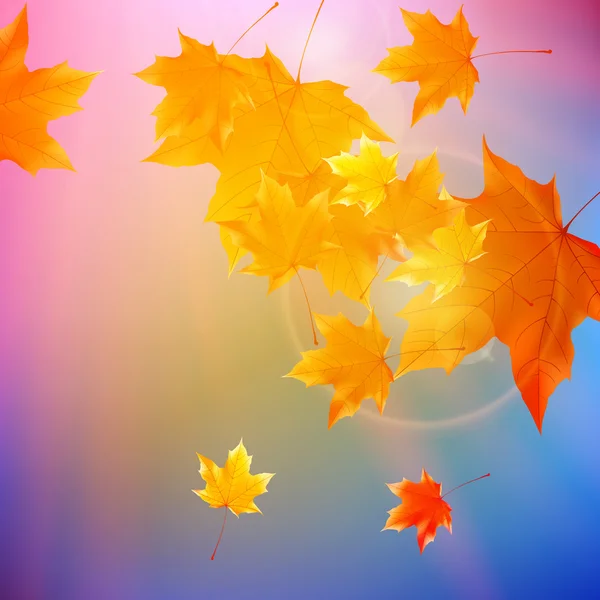 Schöne Herbstblätter. — Stockvektor