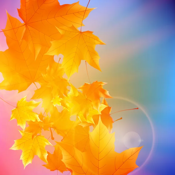 Gyönyörű őszi levelek. — Stock Vector