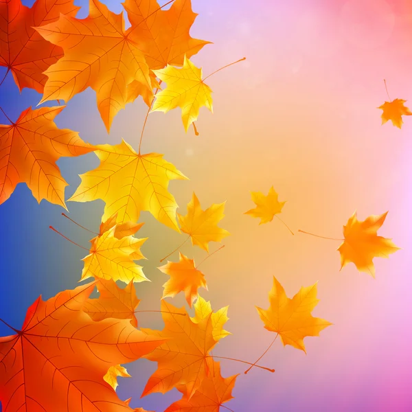 Belles feuilles d'automne . — Image vectorielle