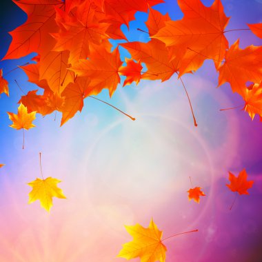 güzel sonbahar yaprakları.