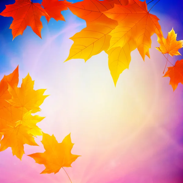 Belles feuilles d'automne . — Image vectorielle