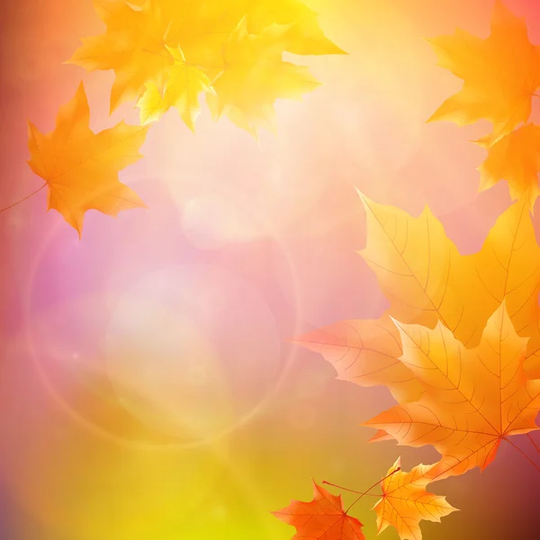 Belles feuilles d'automne . — Image vectorielle