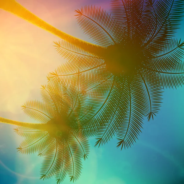 Palmy z piękny zachód słońca. — Wektor stockowy