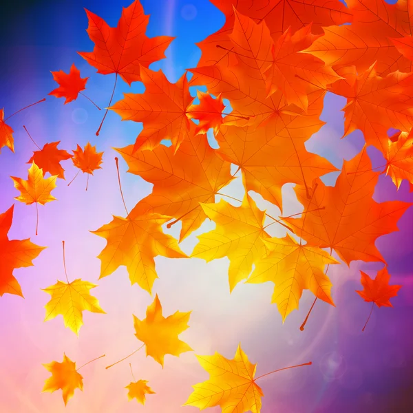 Belles feuilles d'automne . — Image vectorielle