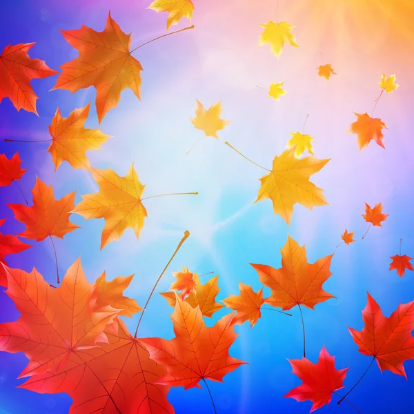 Belles feuilles d'automne . — Image vectorielle