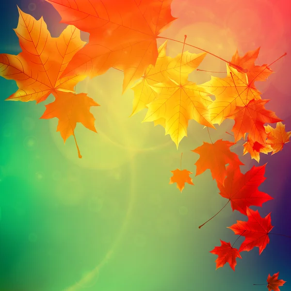 Belles feuilles d'automne . — Image vectorielle