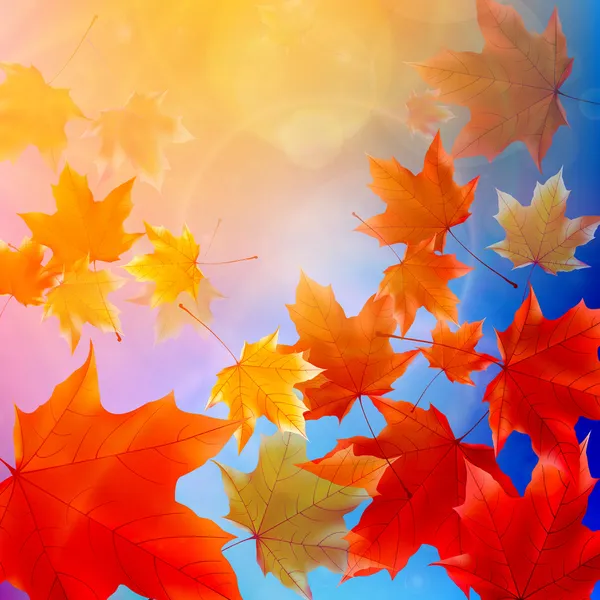 美丽的秋天叶子. — 图库矢量图片