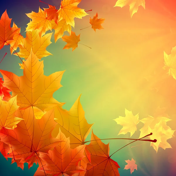 Belle foglie d'autunno . — Vettoriale Stock