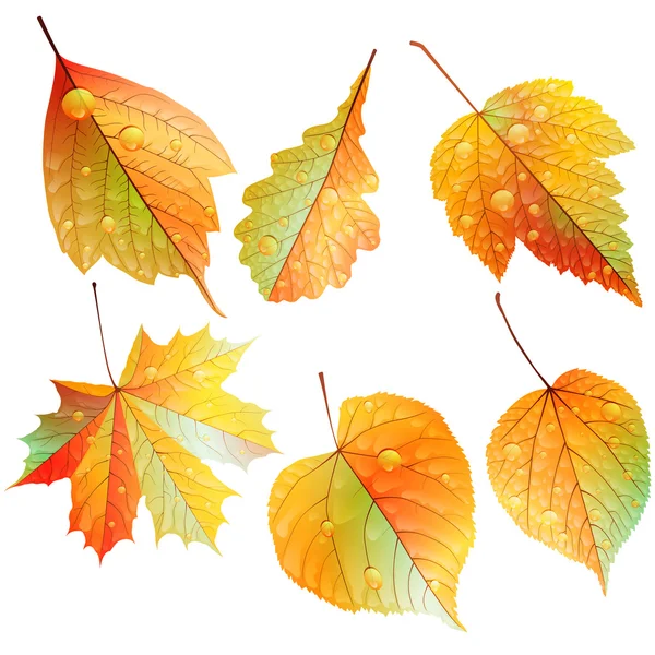 Set of colorful autumn leaves. — Stock Vector