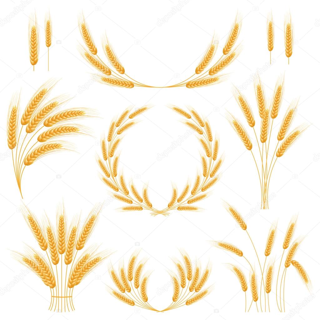 Ripe Ears wheat set. Isolated detailed template.