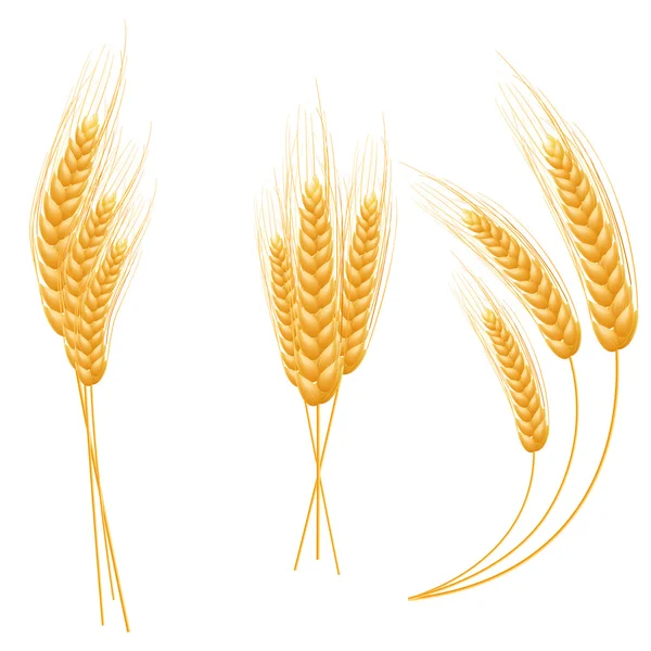 Ripe Ears wheat set. Isolated detailed template. — Stock Vector