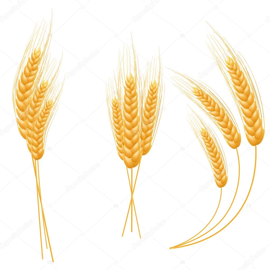 Ripe Ears wheat set. Isolated detailed template.