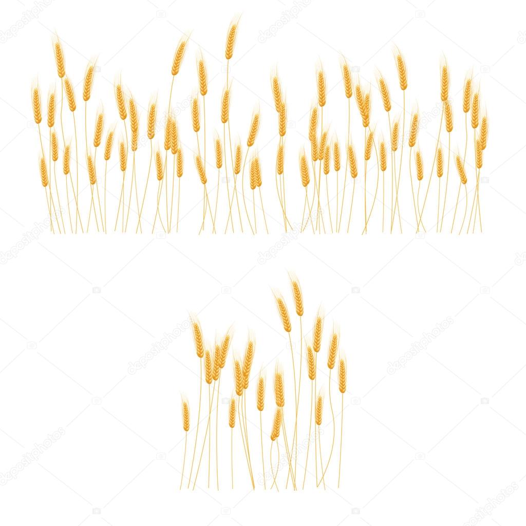 Ripe Ears wheat set. Isolated detailed template.